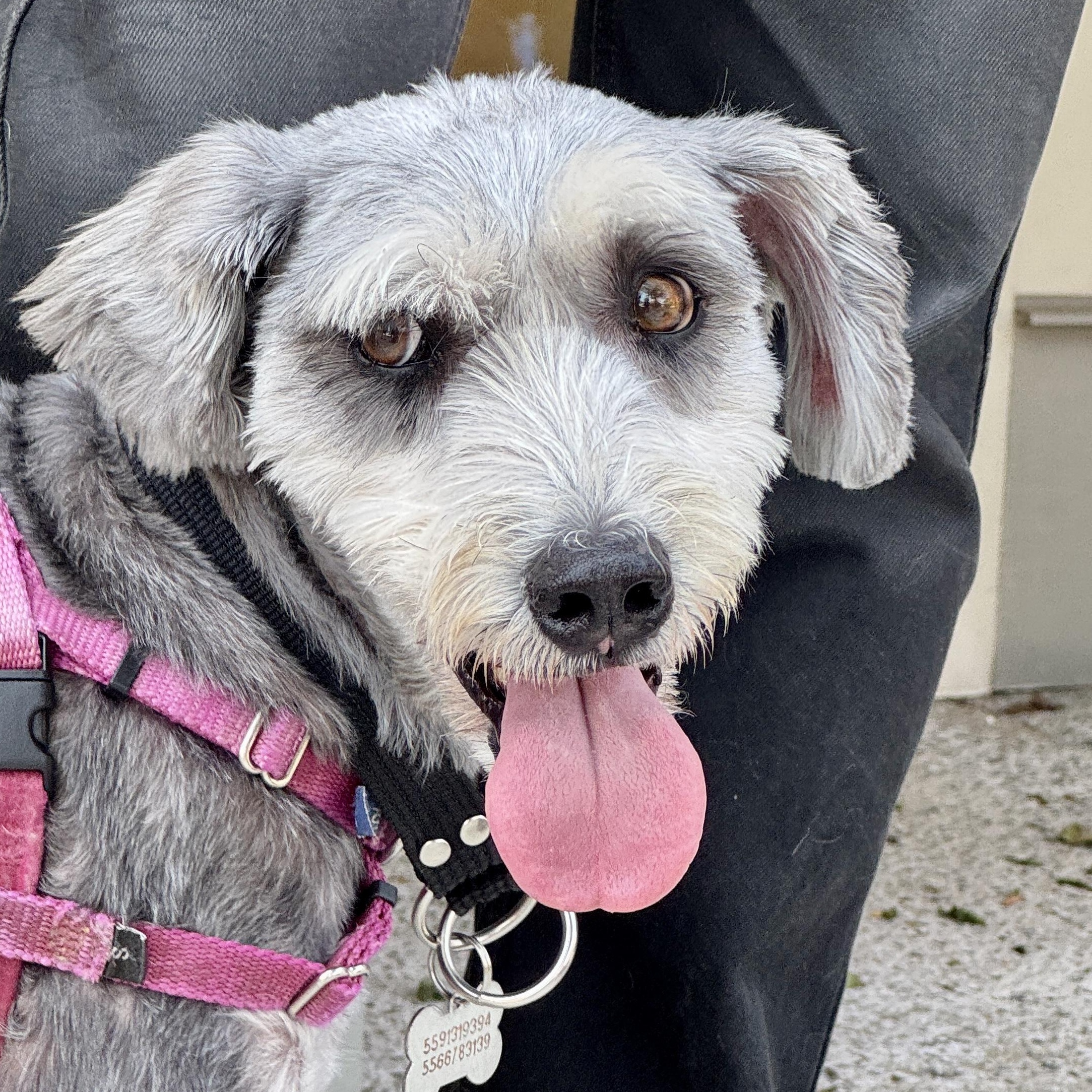Gabby, a Adoptable mixed breed in rhinebeck, NY image 1/6