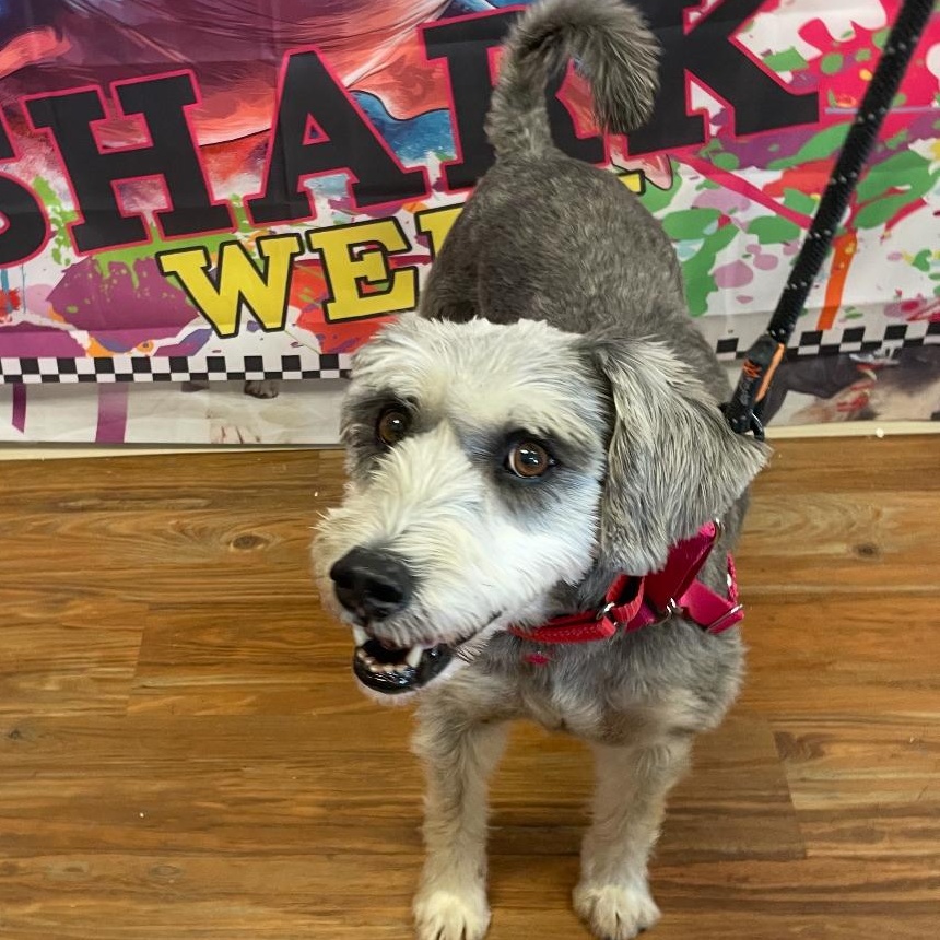 Gabby, a Adoptable mixed breed in rhinebeck, NY image 3/6