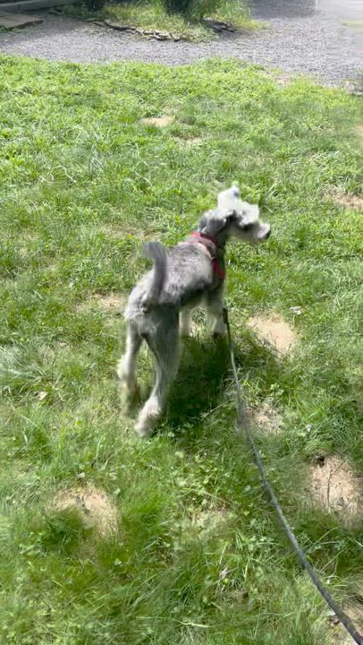 Enlarge Gabby, a Adoptable mixed breed in rhinebeck, NY video 4/6