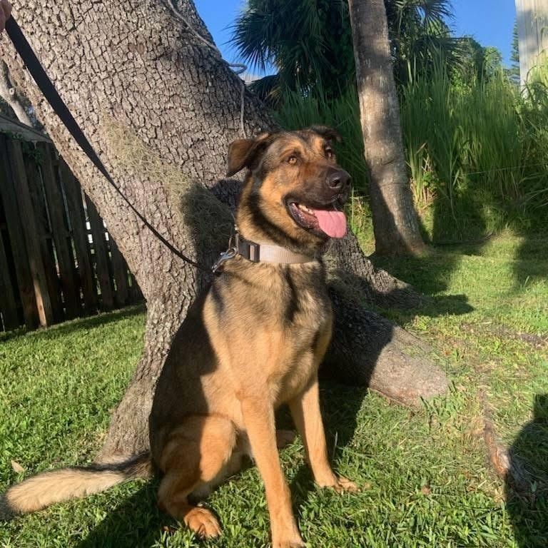 Teddy, a Adoptable German Shepherd Dog in LEHIGH ACRES, FL image 2/6