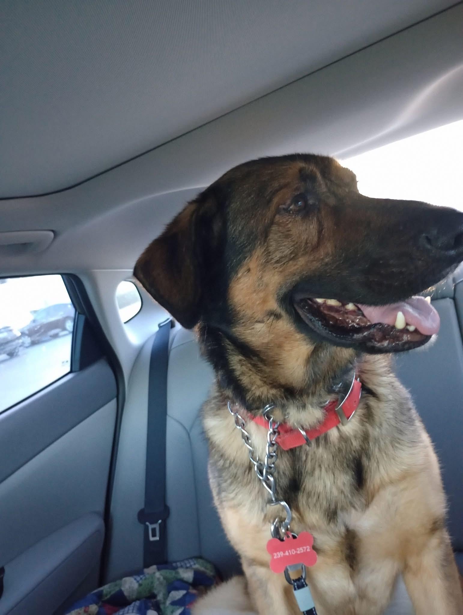 Teddy, a Adoptable German Shepherd Dog in LEHIGH ACRES, FL image 3/6