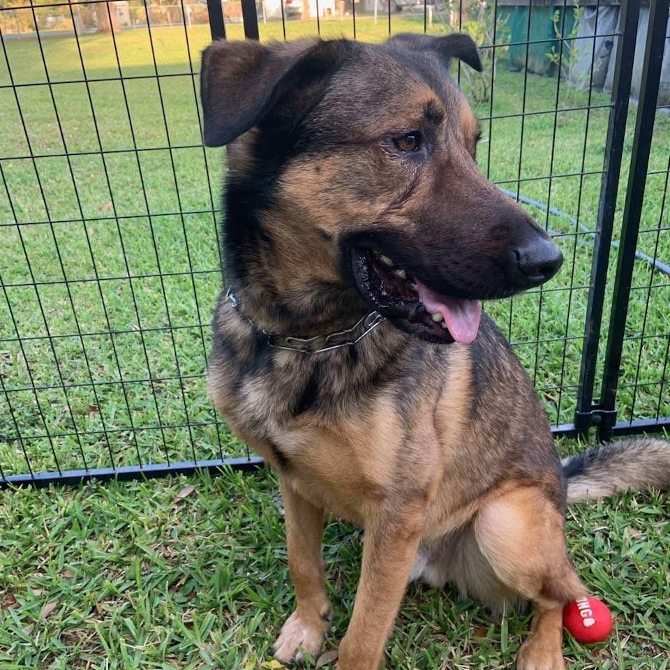 Teddy, a Adoptable German Shepherd Dog in LEHIGH ACRES, FL image 4/6