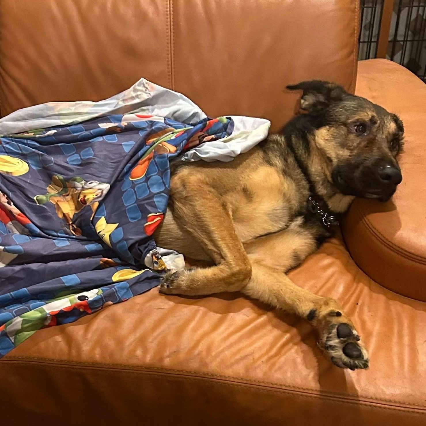 Teddy, a Adoptable German Shepherd Dog in LEHIGH ACRES, FL image 5/6