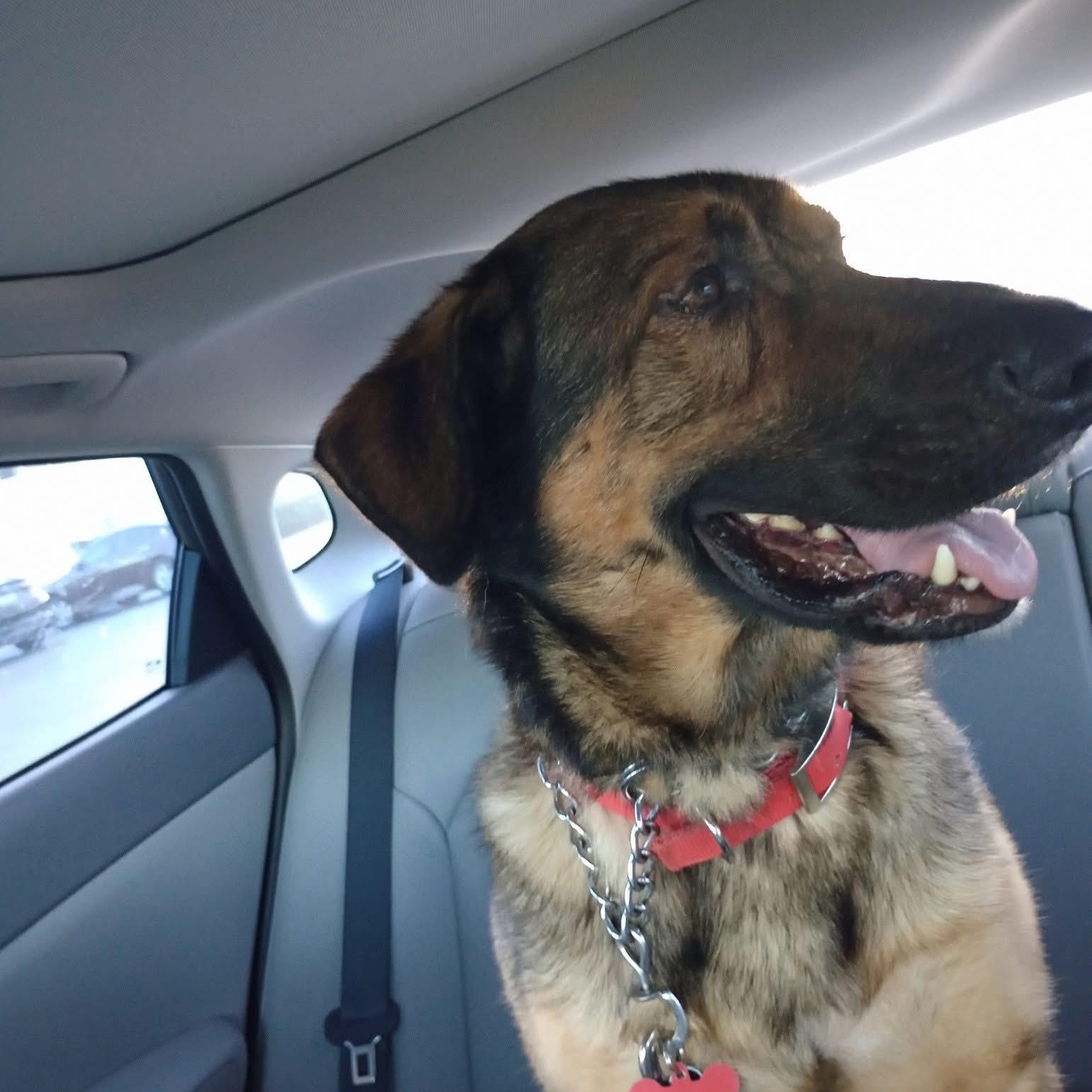 Teddy, a Adoptable German Shepherd Dog in LEHIGH ACRES, FL image 6/6