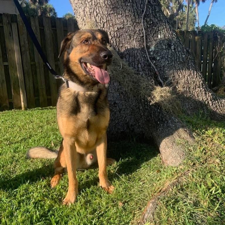 Teddy, a Adoptable German Shepherd Dog in LEHIGH ACRES, FL image 1/6