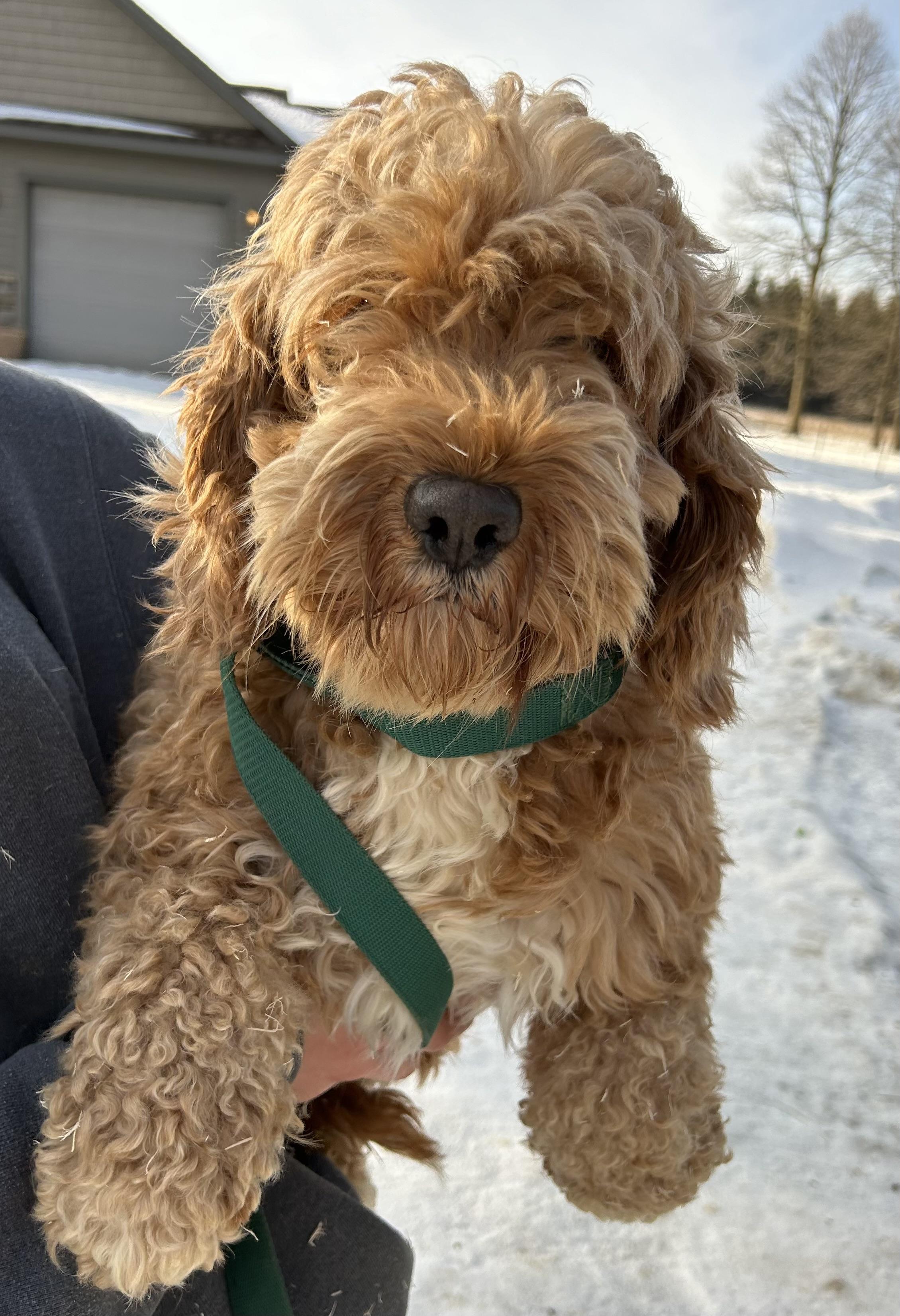 Enlarge Kathy, a ADOPTABLE Cockapoo in Glenwood City, WI image 1/2