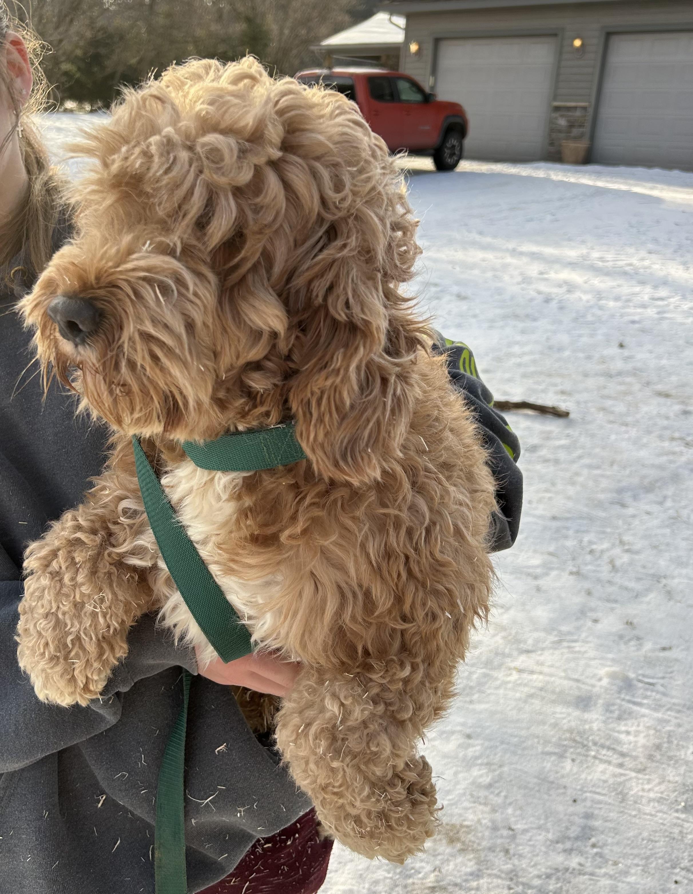 Enlarge Kathy, a ADOPTABLE Cockapoo in Glenwood City, WI image 2/2
