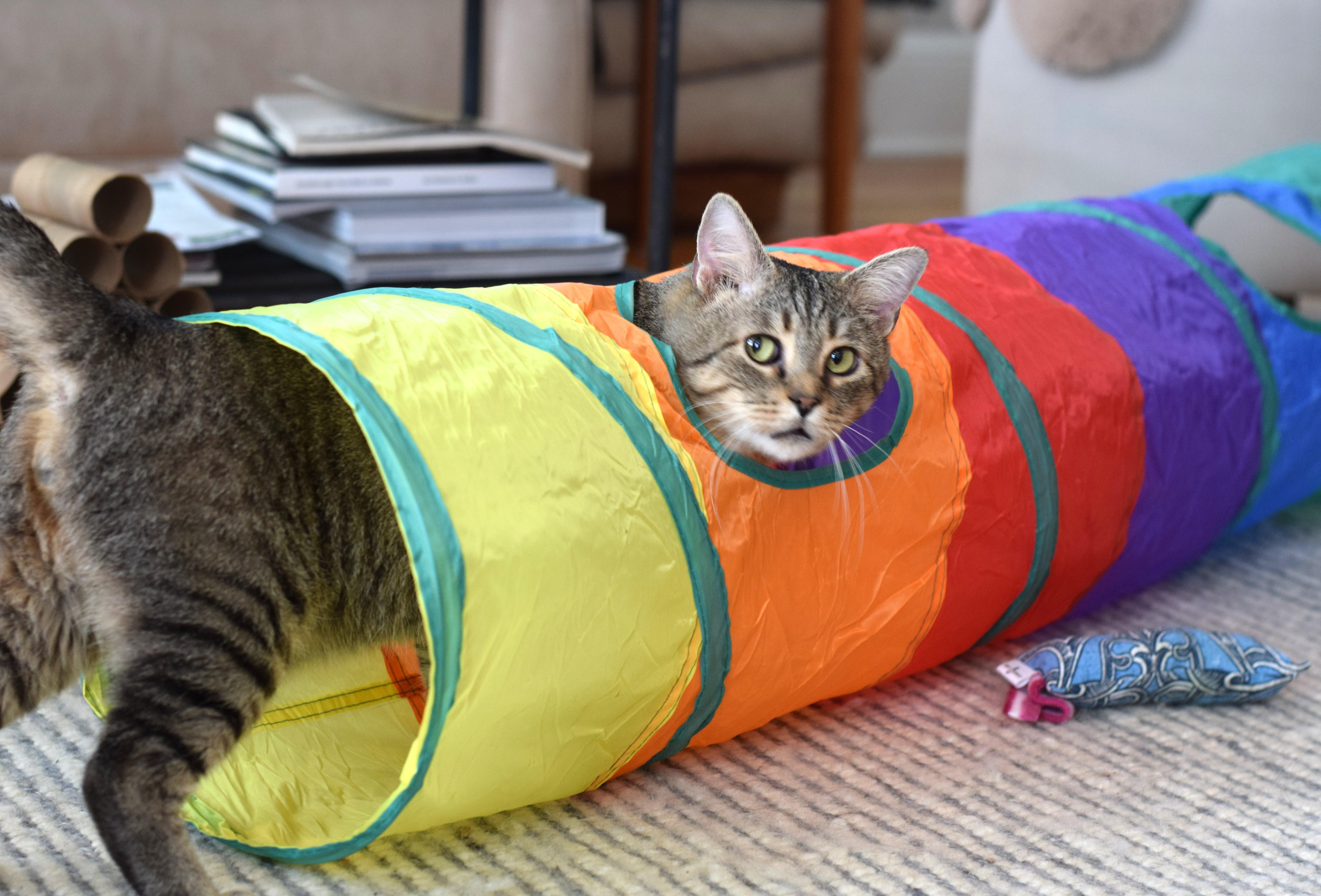 Enlarge Louie, a Adoptable Tabby in Mt Pleasant, SC image 5/6