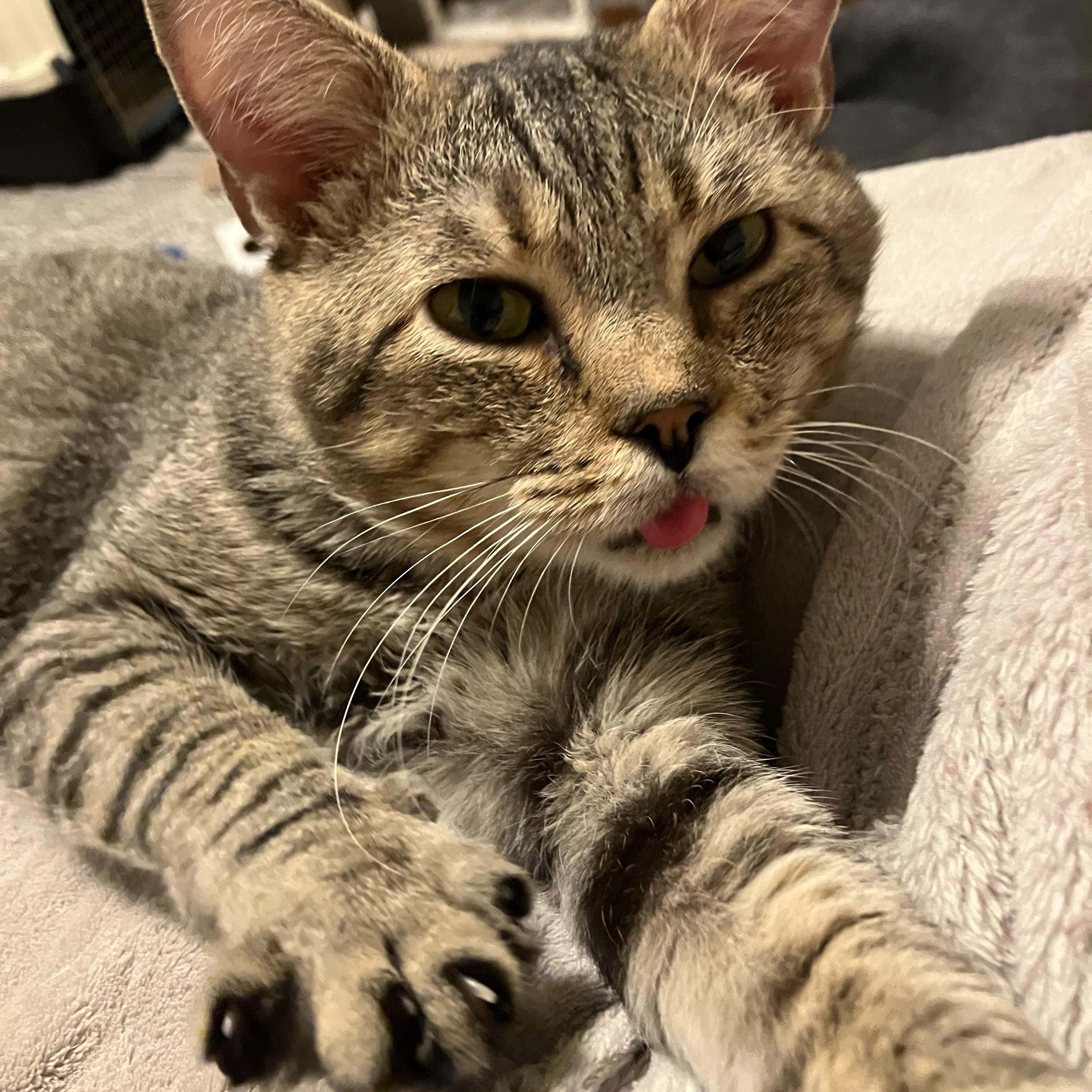 Enlarge Louie, a Adoptable Tabby in Mt Pleasant, SC image 3/5