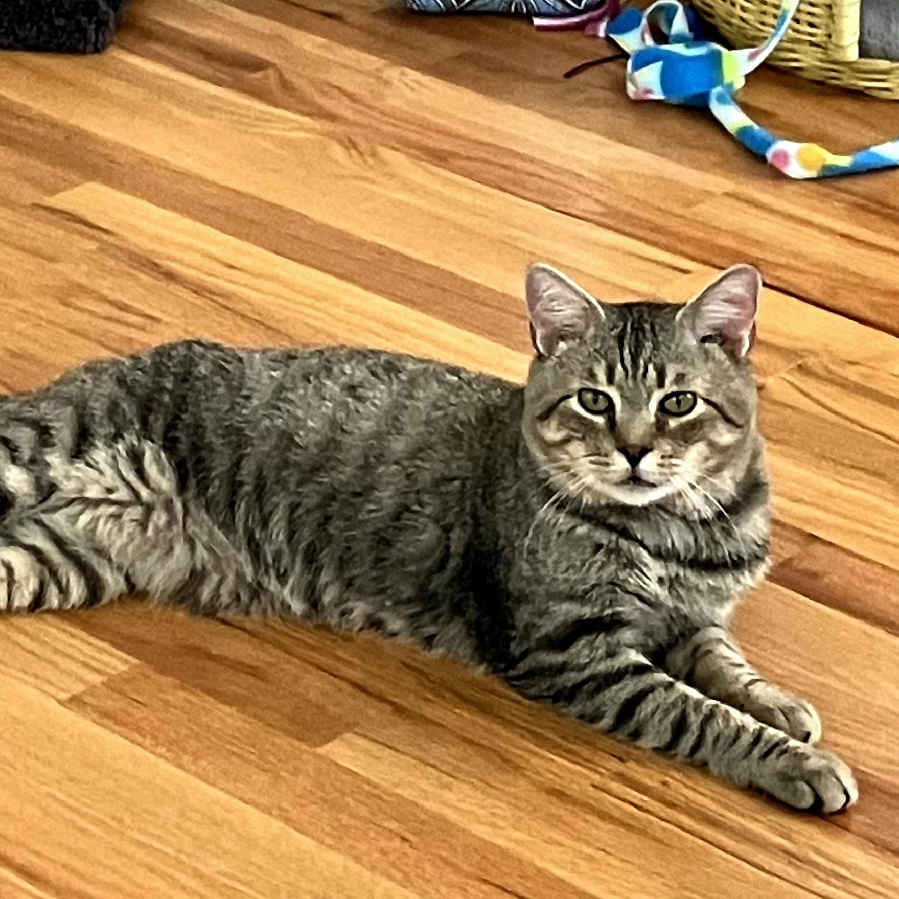 Louie, Adoptable, Young Male Tabby.