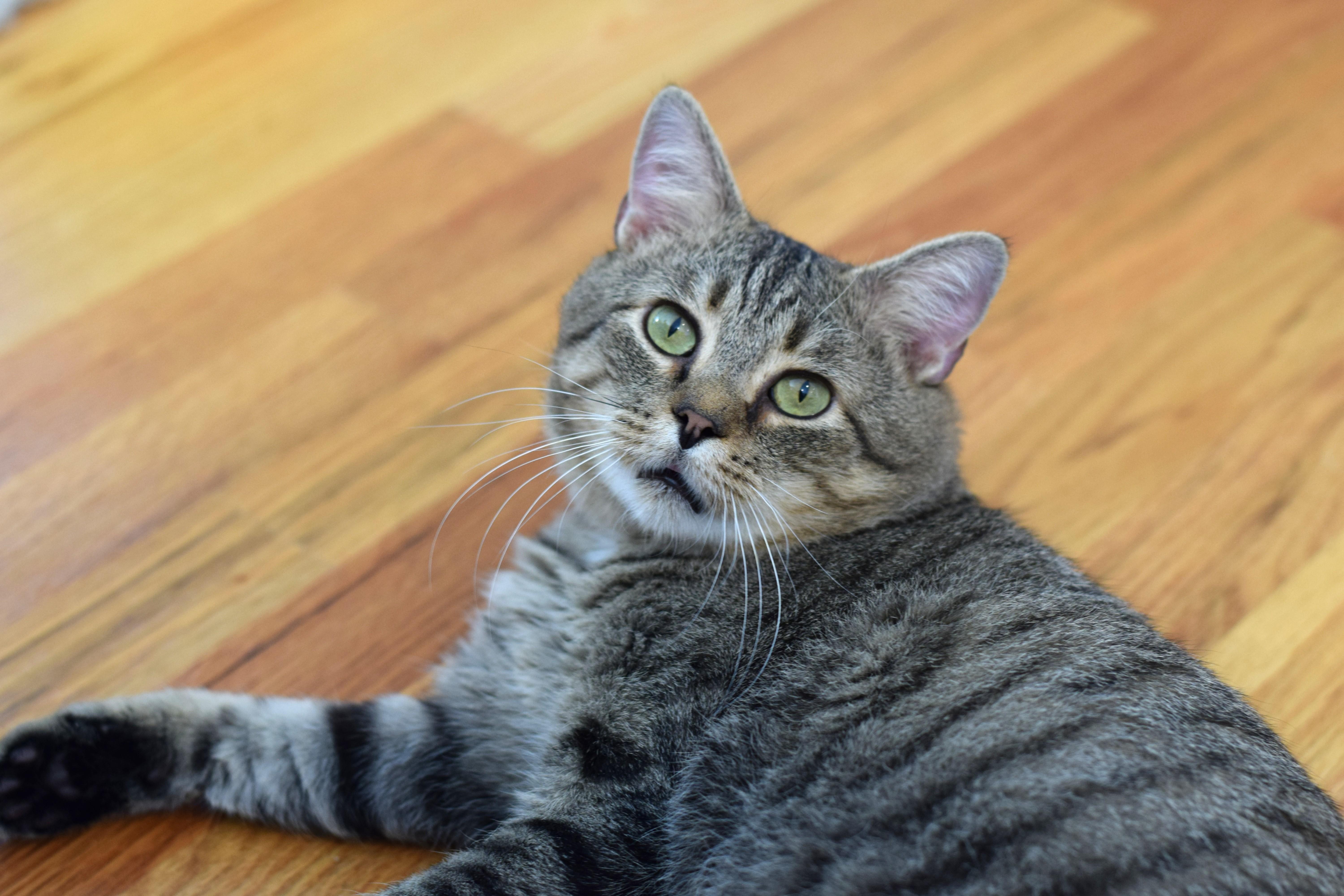 Enlarge Louie, a Adoptable Tabby in Mt Pleasant, SC image 4/6