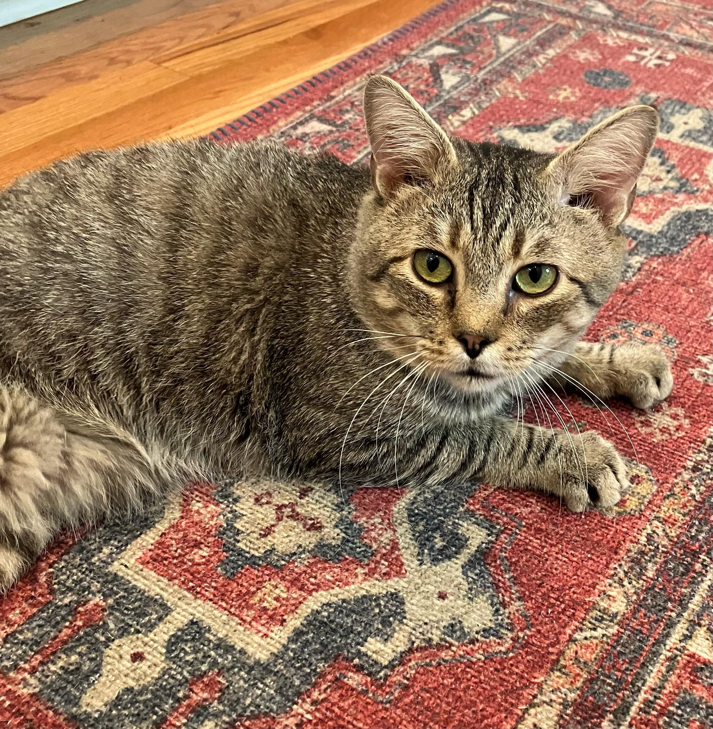 Enlarge Louie, a Adoptable Tabby in Mt Pleasant, SC image 4/5