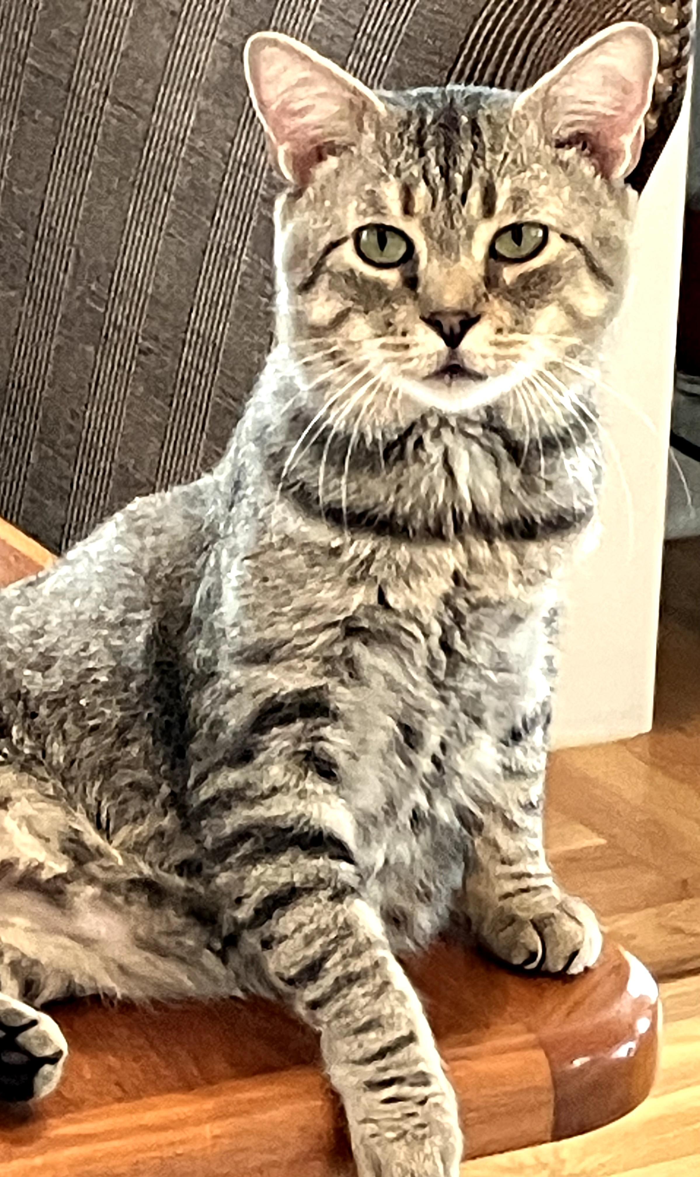 Enlarge Louie, a Adoptable Tabby in Mt Pleasant, SC image 2/5
