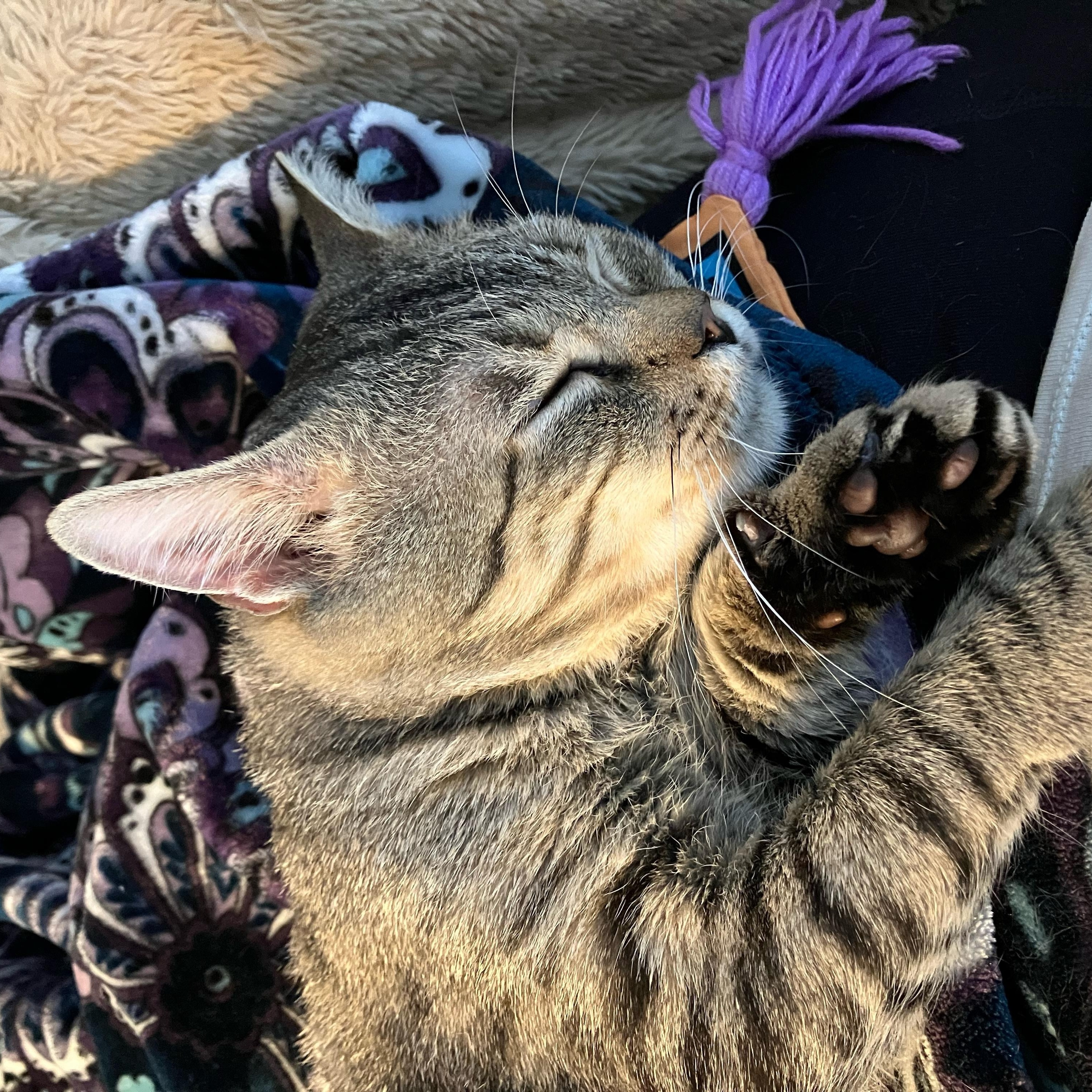 Enlarge Louie, a Adoptable Tabby in Mt Pleasant, SC image 5/5