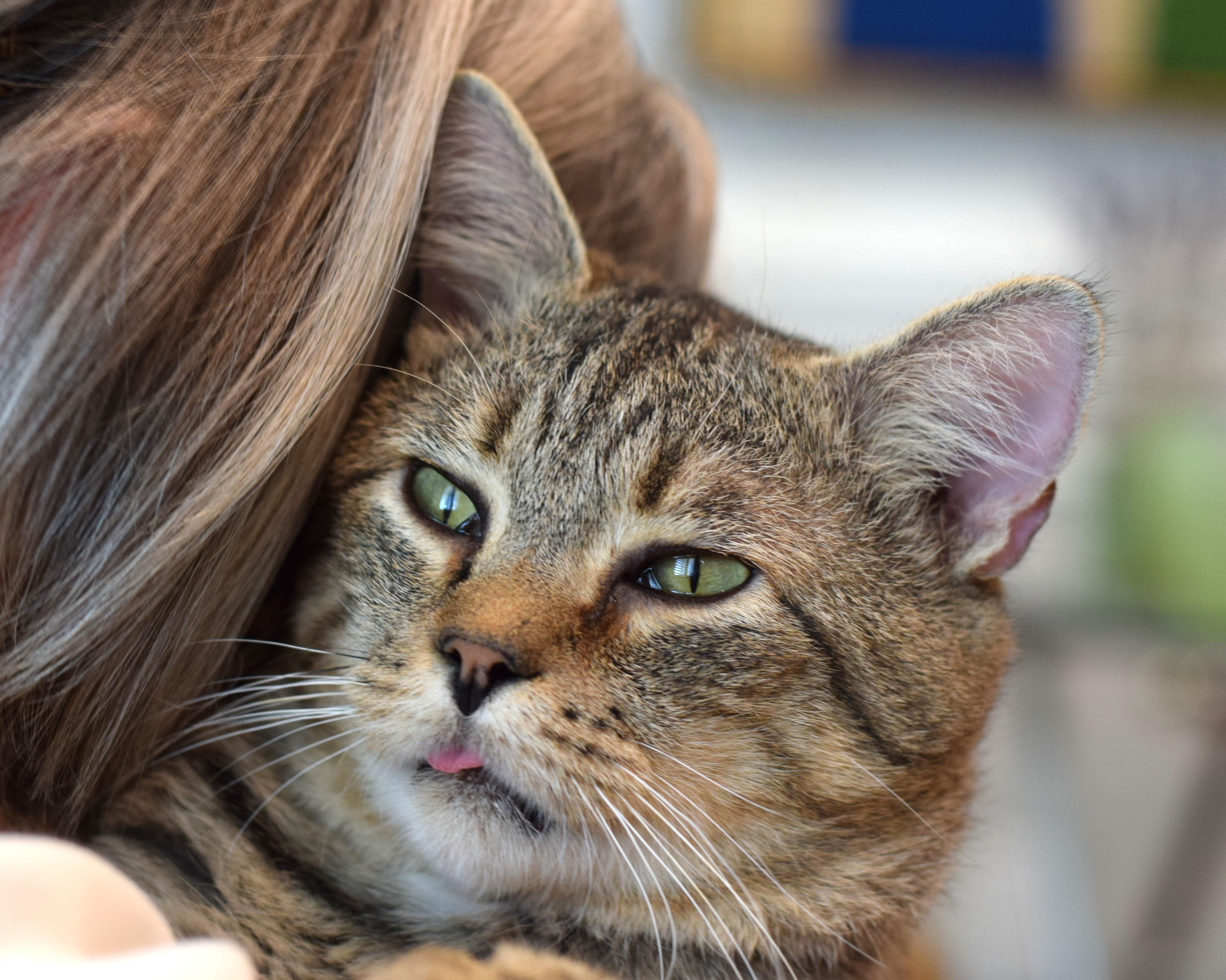 Enlarge Louie, a Adoptable Tabby in Mt Pleasant, SC image 2/6