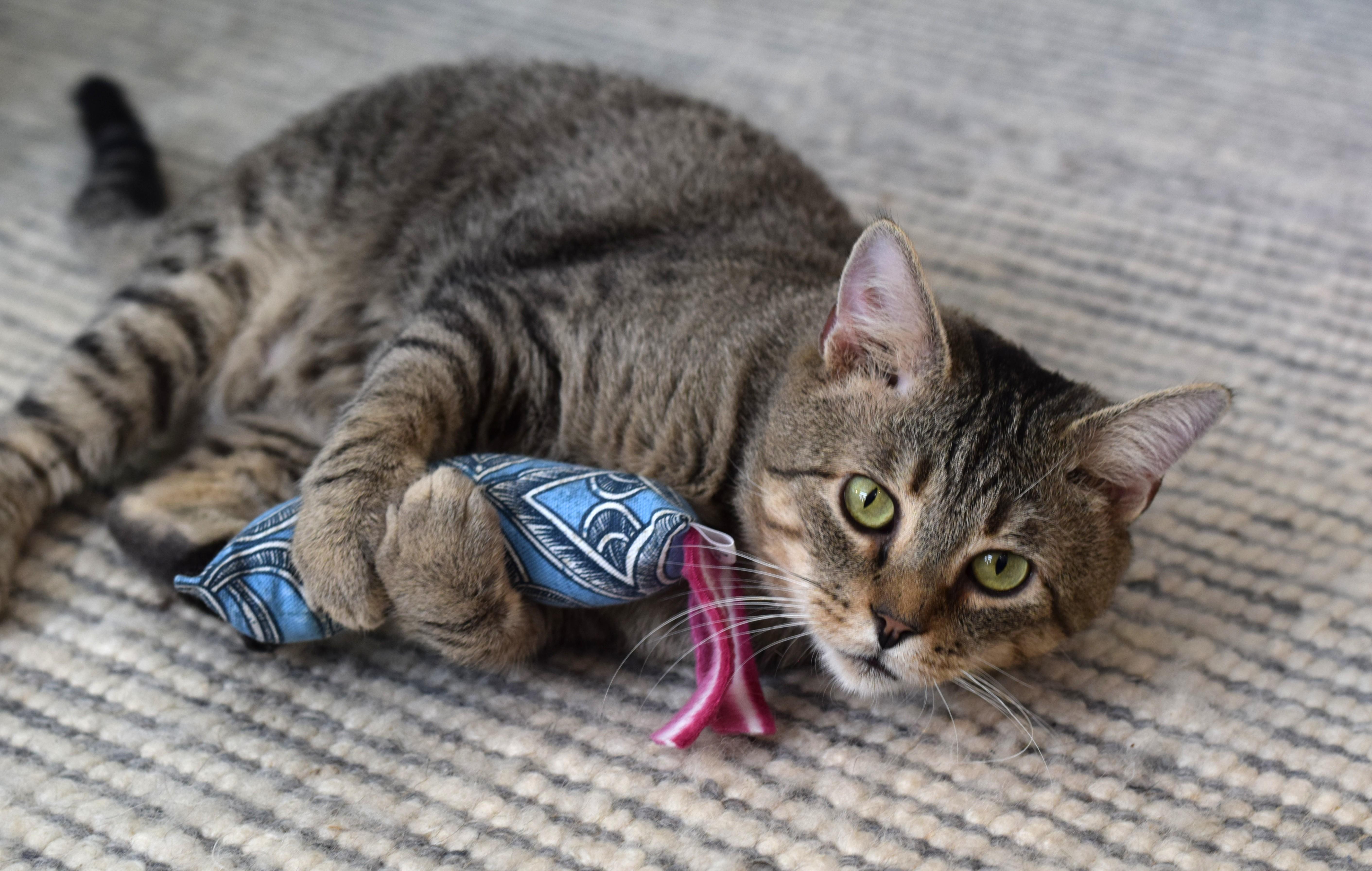 Enlarge Louie, a Adoptable Tabby in Mt Pleasant, SC image 3/6