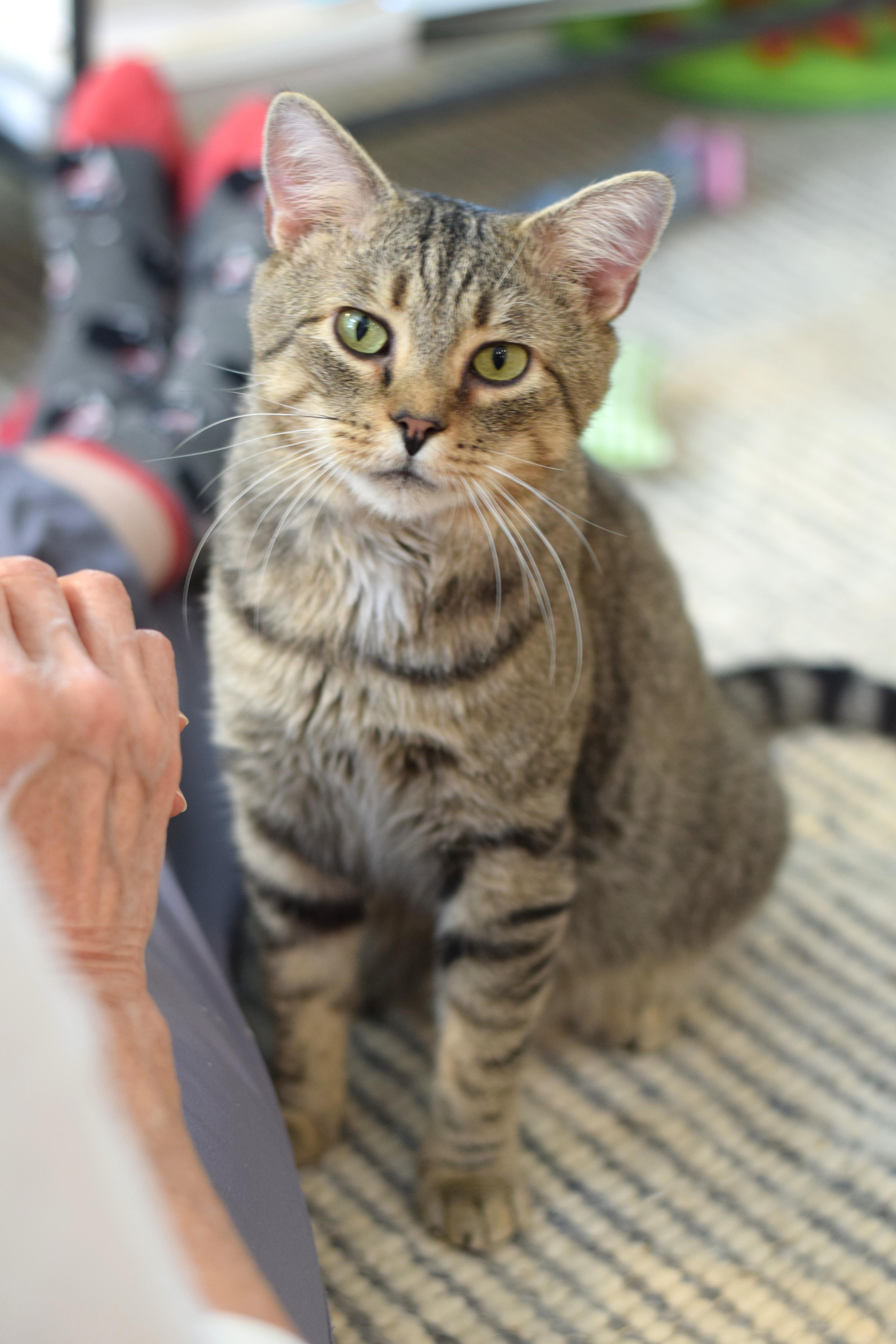 Enlarge Louie, a Adoptable Tabby in Mt Pleasant, SC image 1/6