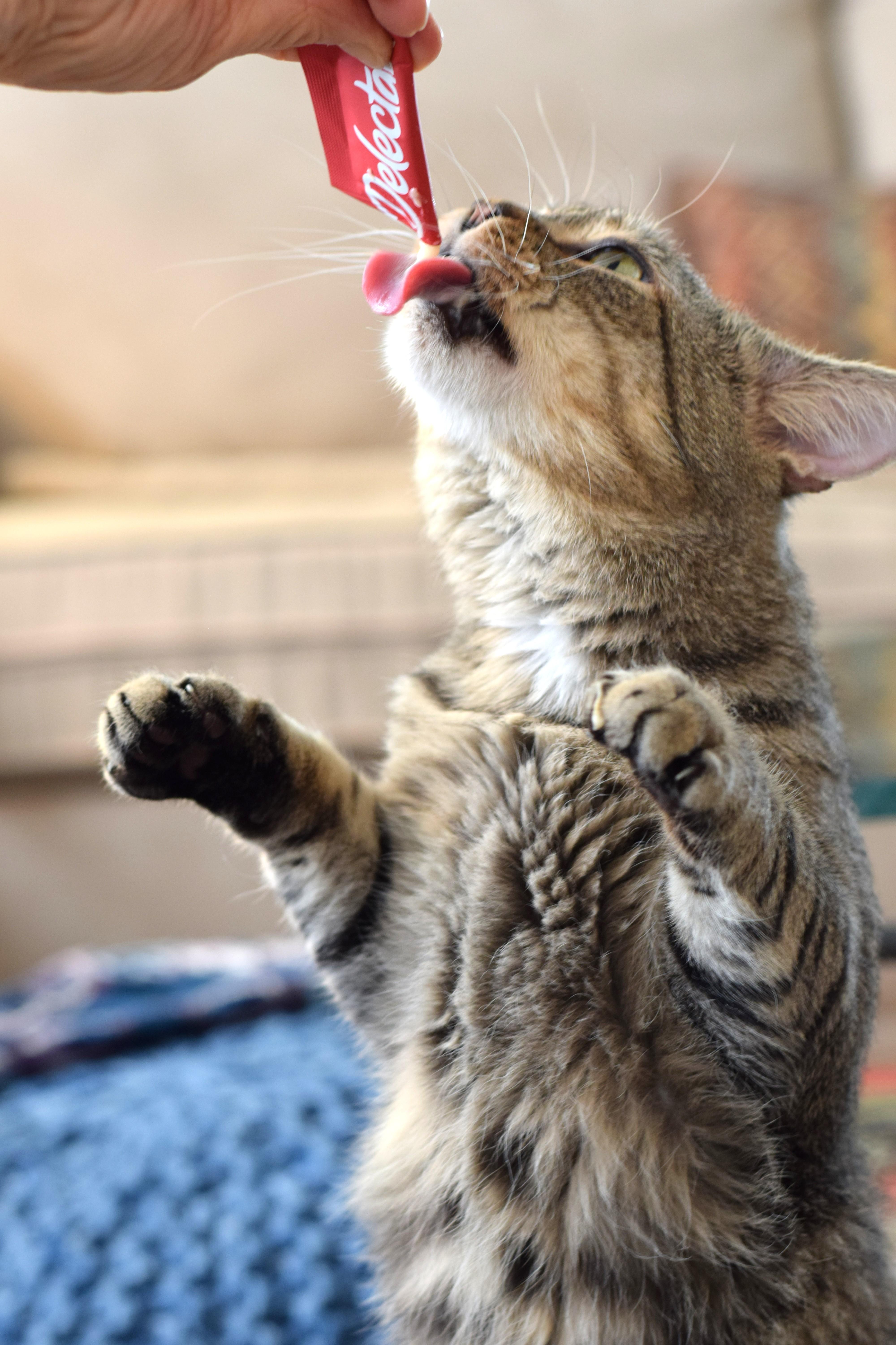Enlarge Louie, a Adoptable Tabby in Mt Pleasant, SC image 6/6