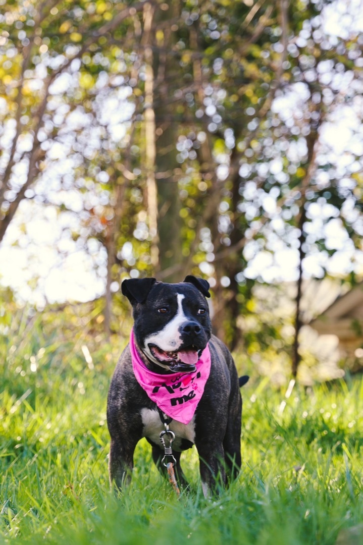 Rhonda, a Adoptable mixed breed in Gaithersburg, MD image 3/3