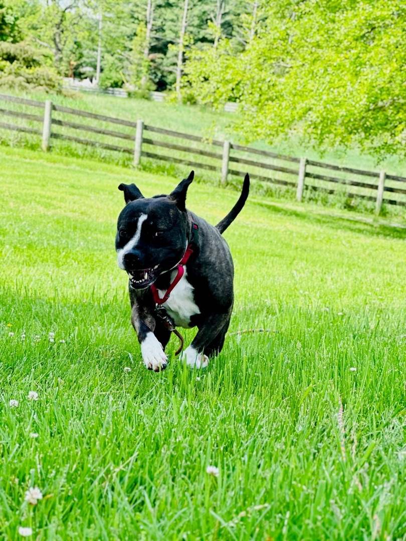 Rhonda, a Adoptable mixed breed in Gaithersburg, MD image 2/3