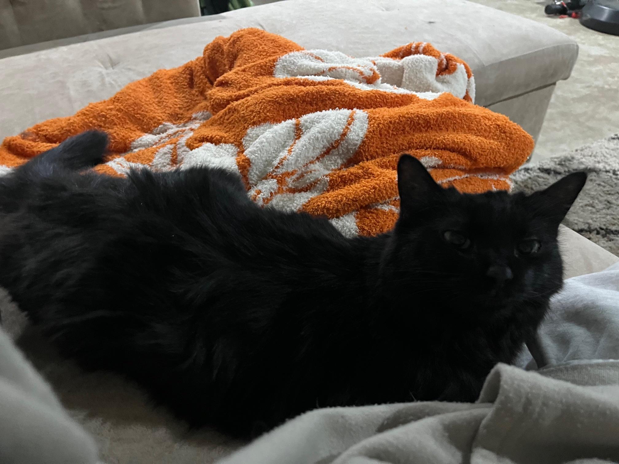 Enlarge Buffy, a ADOPTABLE Domestic Long Hair in Rochester, WA image 3/4