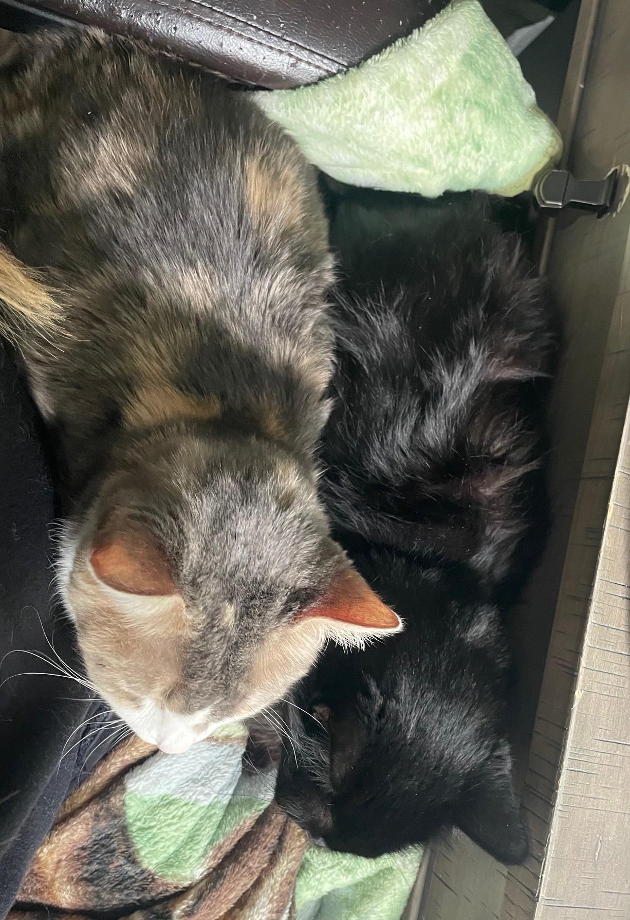 Enlarge Buffy, a ADOPTABLE Domestic Long Hair in Rochester, WA image 2/4