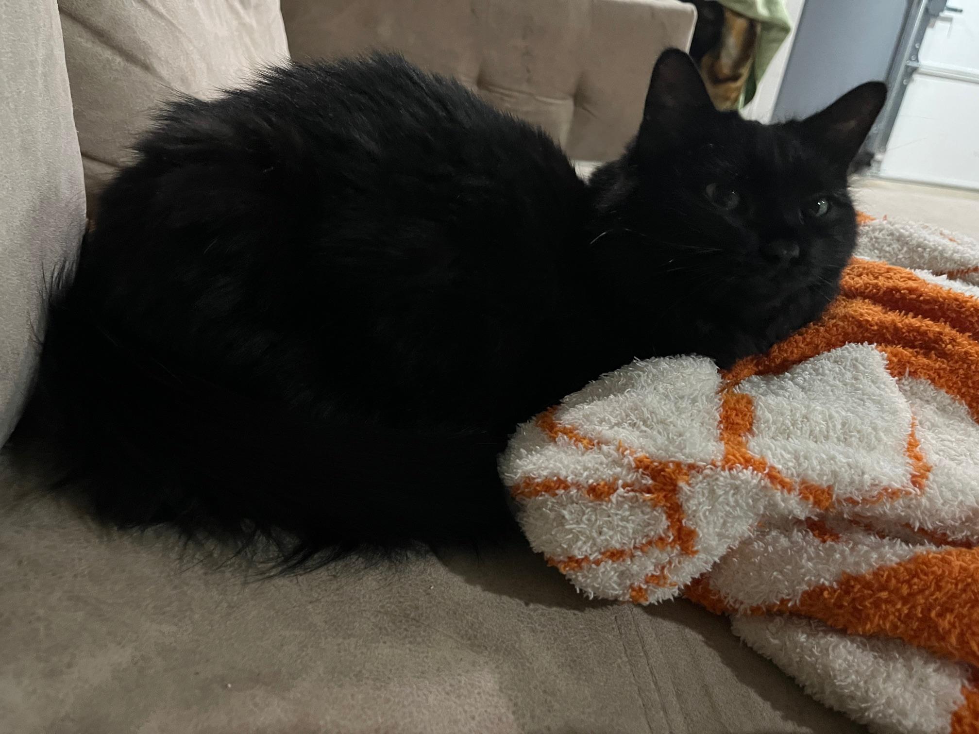 Enlarge Buffy, a ADOPTABLE Domestic Long Hair in Rochester, WA image 1/4