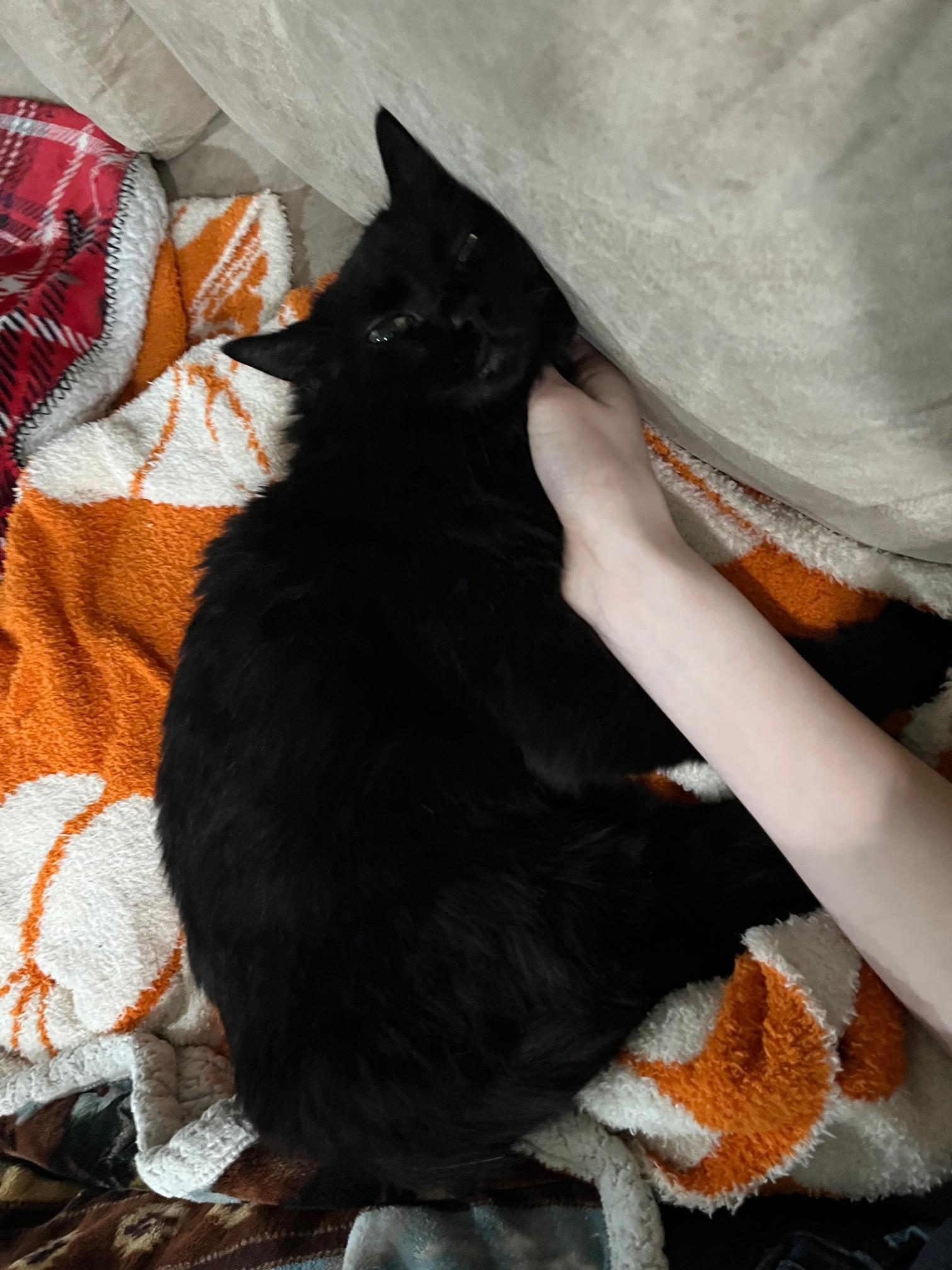 Enlarge Buffy, a ADOPTABLE Domestic Long Hair in Rochester, WA image 4/4