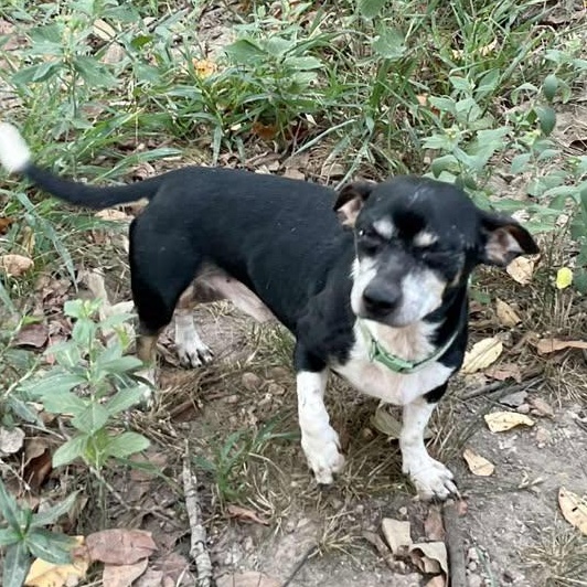 Junior (20260201-09)