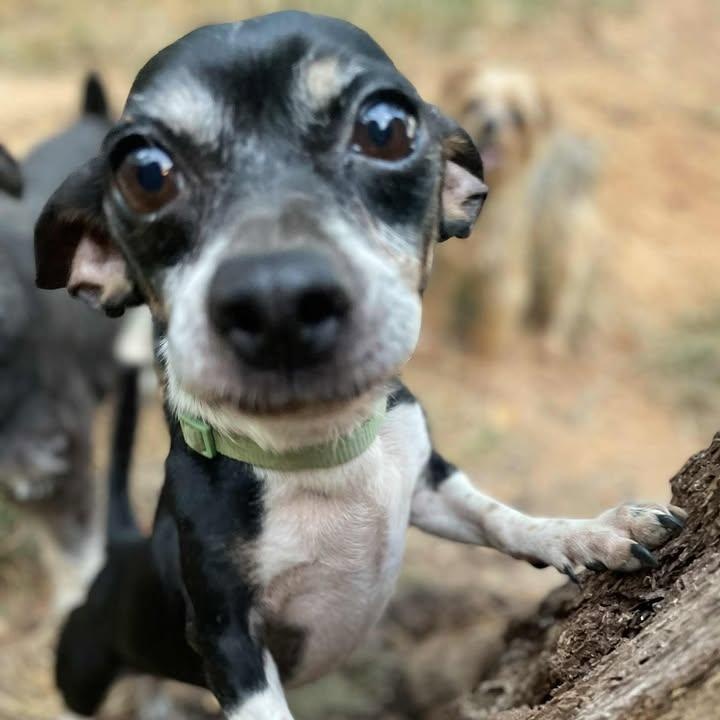 Junior (20260201-09) — thumbnail 2