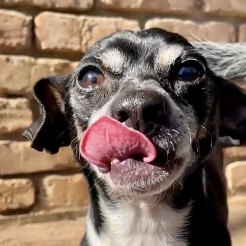 Junior (20260201-09) — thumbnail 3