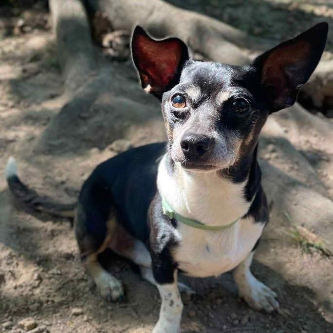 Junior (20260201-09) — thumbnail 4