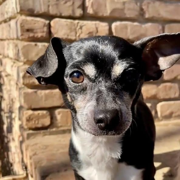 Junior (20260201-09) — thumbnail 6