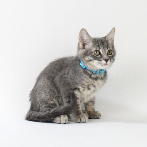 H. Rhipsalis, Adopted, Kitten Male Domestic Short Hair.