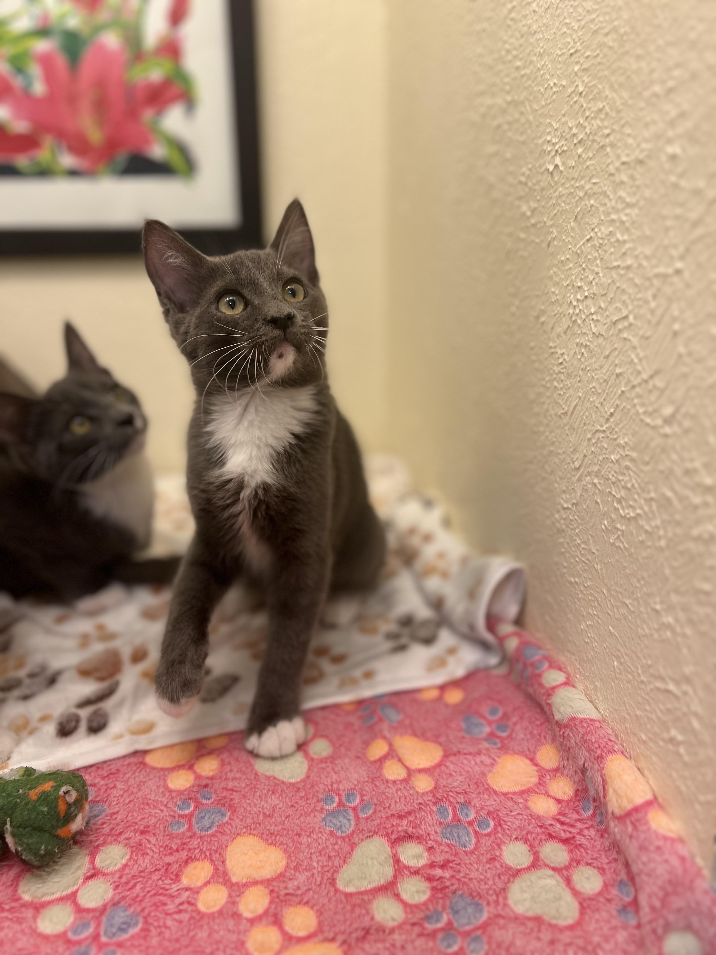 Fennel, a gentle and poised lady (bonded twin- Dill), a Adoptable American Shorthair in The Dalles, OR image 1/4