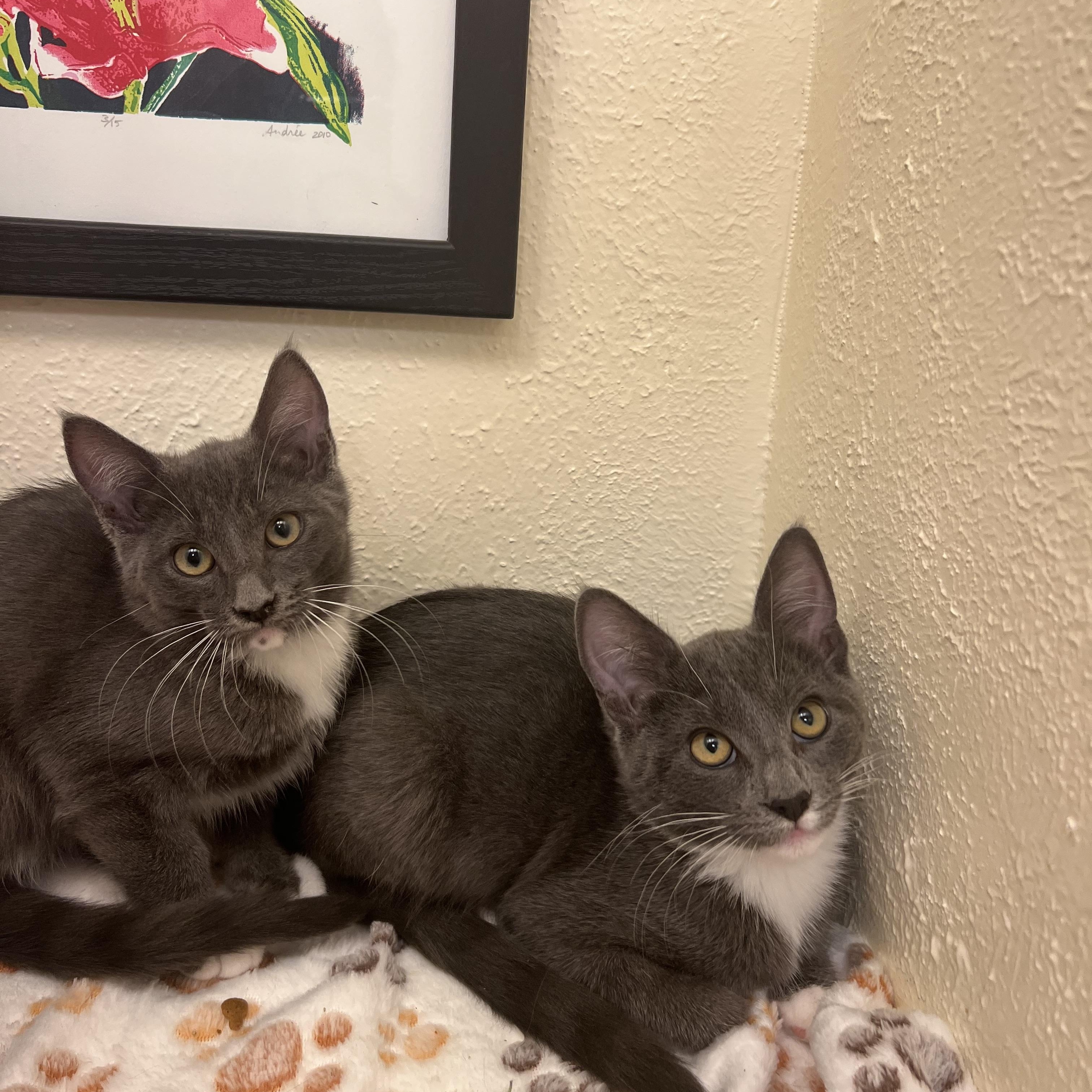 Fennel, a gentle and poised lady (bonded twin- Dill), a Adoptable American Shorthair in The Dalles, OR image 3/4