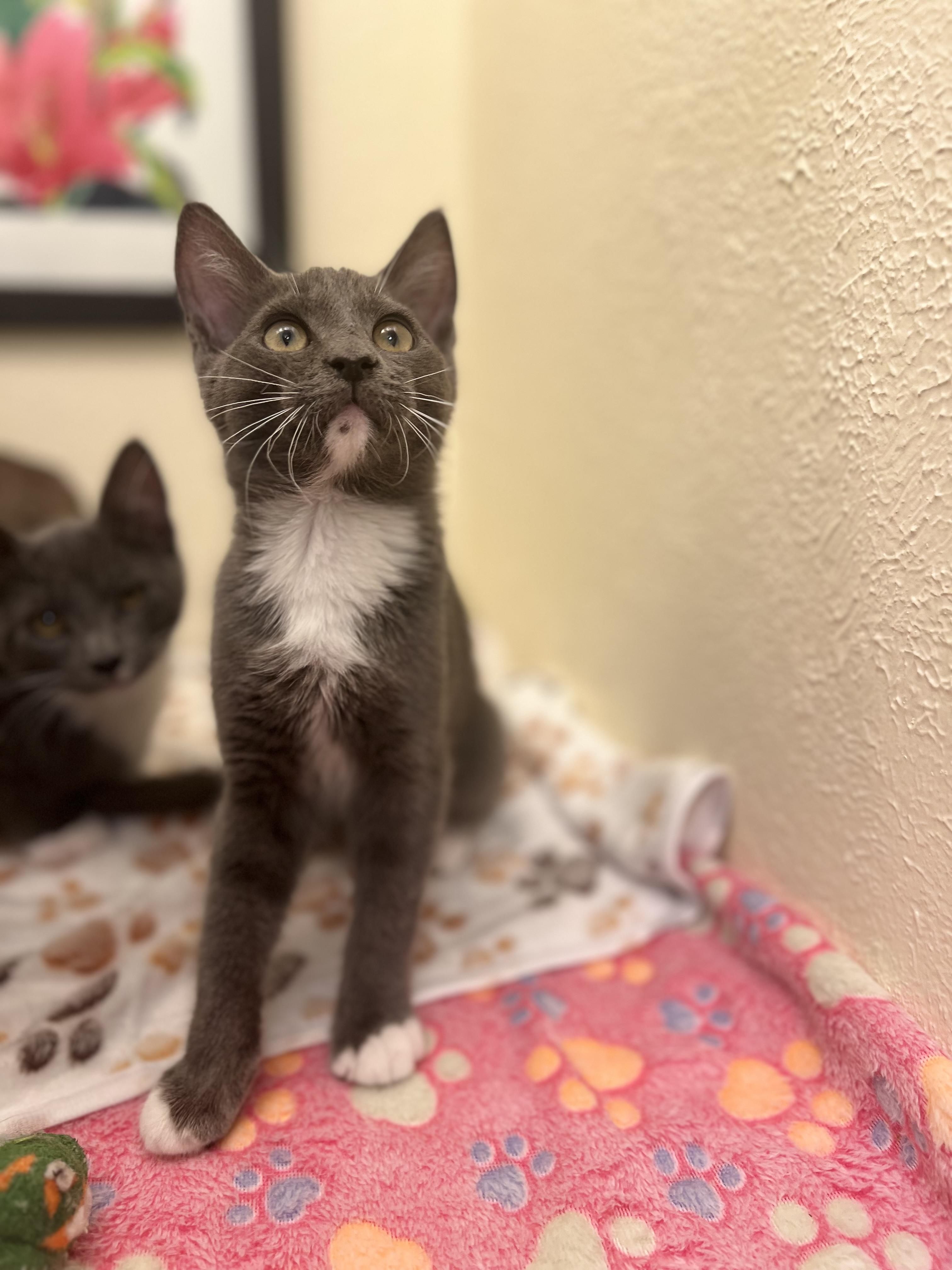 Fennel, a gentle and poised lady (bonded twin- Dill), a Adoptable American Shorthair in The Dalles, OR image 2/4