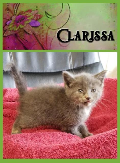 Enlarge Clarissa, a Adopted mixed breed in Mena, AR image 1/1