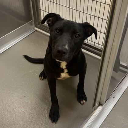 Areo, Adoptable, Young Female Mixed Breed & Mixed Breed.