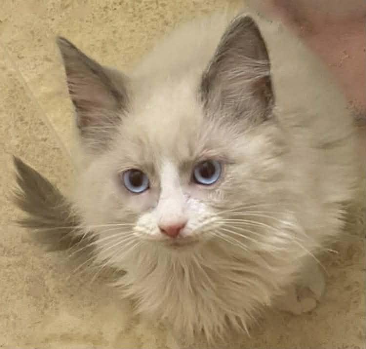 Blue River thumbnail 2