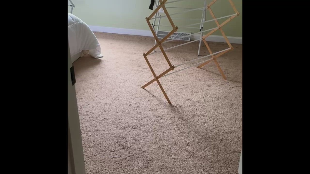 Enlarge Peter, an adopted Lilac in Pittsburgh, PA video 5/6