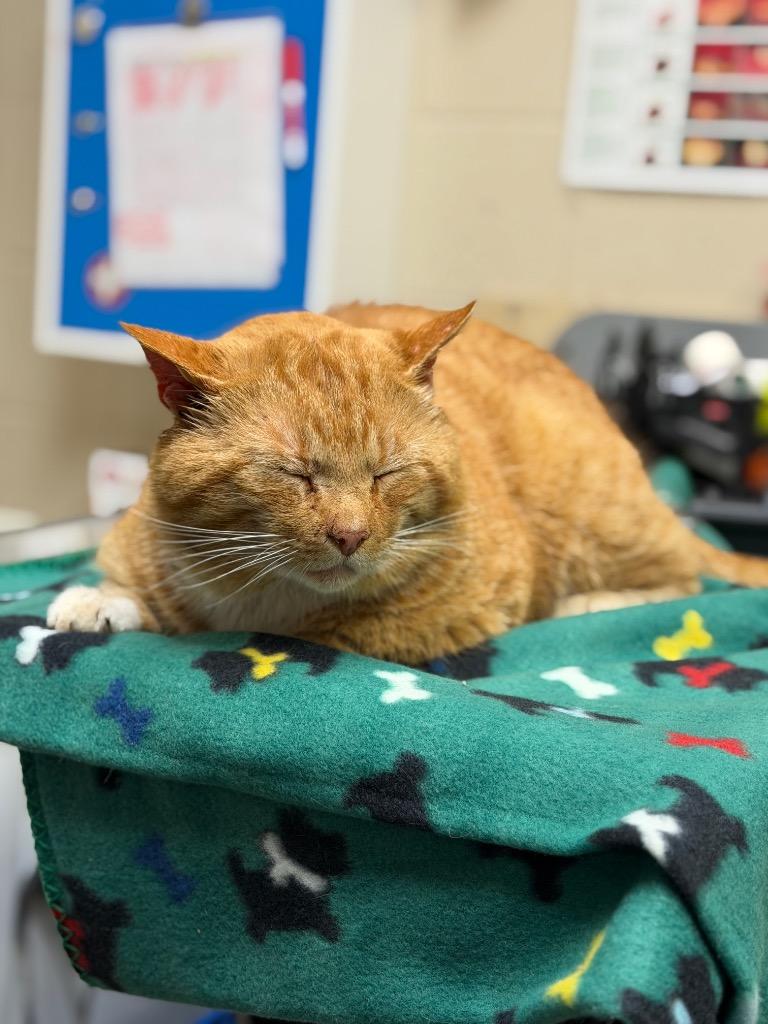 MONTRESE, Adoptable, Adult Male Domestic Short Hair.