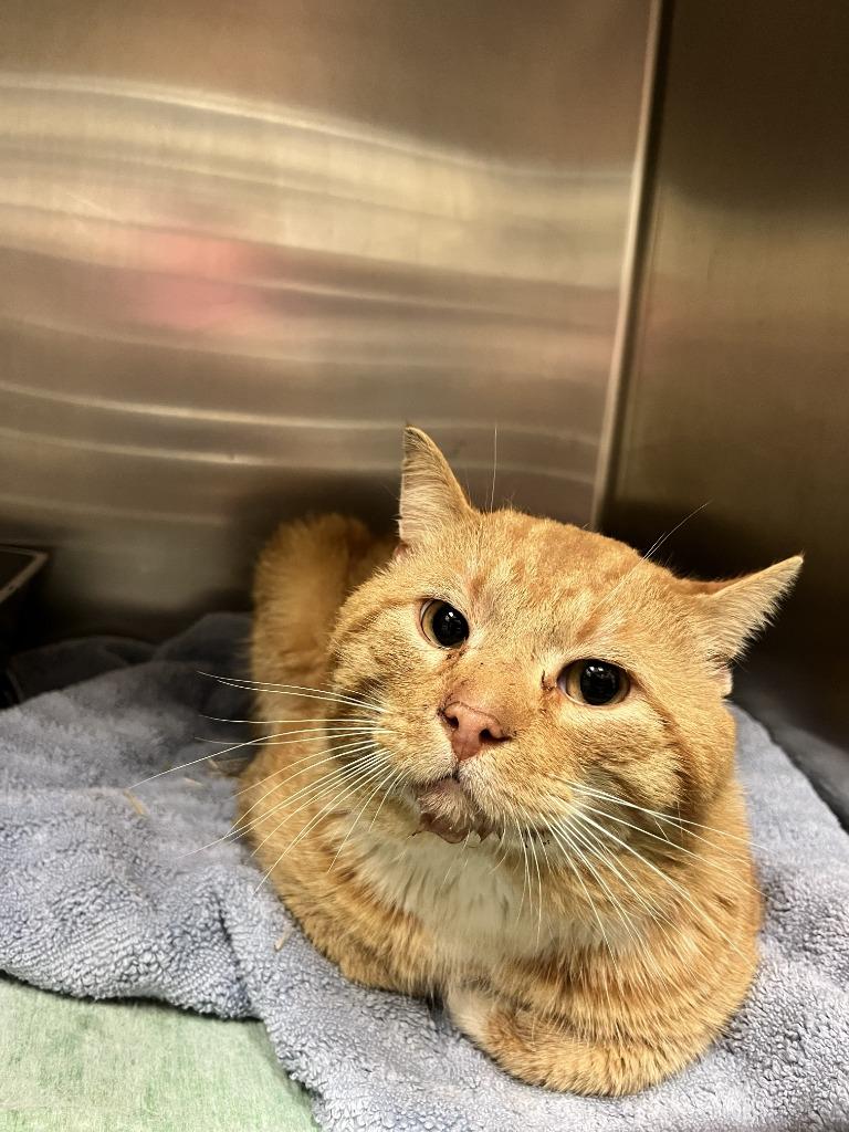 Enlarge MONTRESE, a Adoptable mixed breed in Wintersville, OH image 2/5