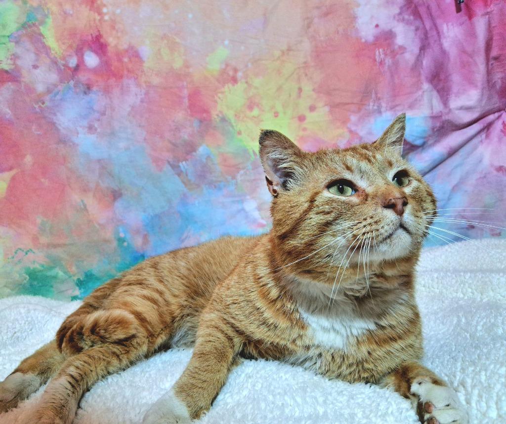 Enlarge MONTRESE, a Adoptable mixed breed in Wintersville, OH image 3/5