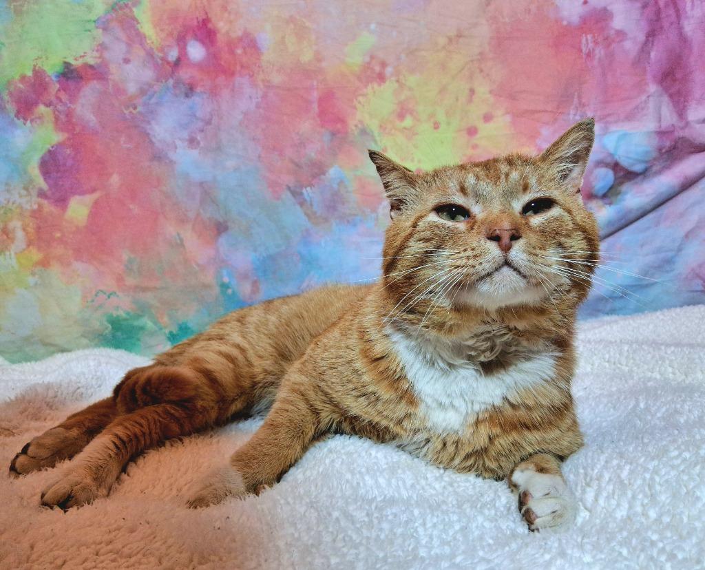 Enlarge MONTRESE, a Adoptable mixed breed in Wintersville, OH image 5/5