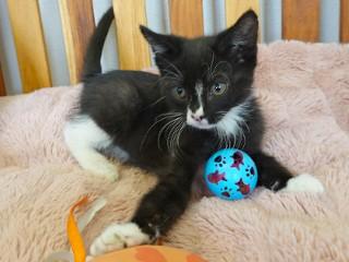 Buzz, an adoptable Domestic Short Hair in Anaconda, MT, 59711 | Photo Image 4