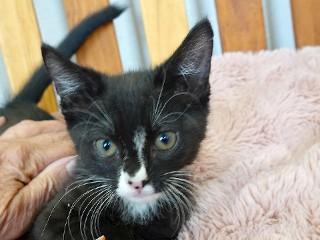 Buzz, an adoptable Domestic Short Hair in Anaconda, MT, 59711 | Photo Image 1