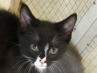Buzz, an adoptable Domestic Short Hair in Anaconda, MT, 59711 | Photo Image 2