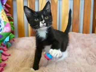 Buzz, an adoptable Domestic Short Hair in Anaconda, MT, 59711 | Photo Image 3