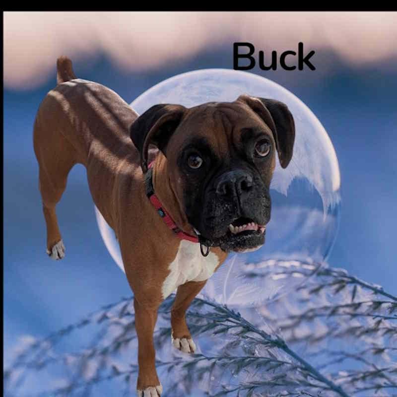 Enlarge Buck, an adopted Boxer in York, NE image 1/2